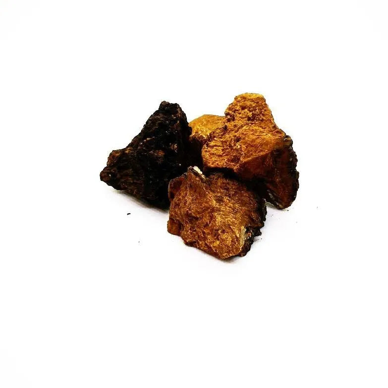 Finnischer Original Chaga Pilz Kornkammer Natur Wildsammlung 1a Qualität