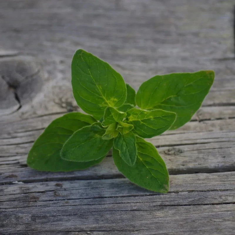 Oregano Blätter