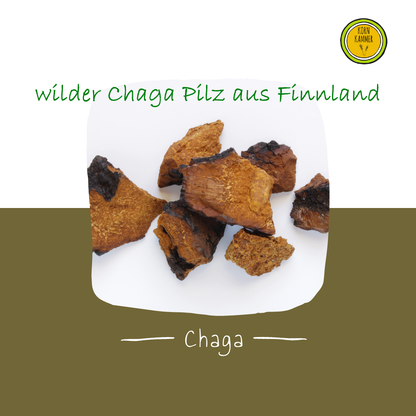 Finnischer Original Chaga Pilz Kornkammer Natur Wildsammlung  1a Qualität